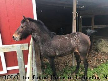 BOLO  for Found Horse in Lillington, NC Near SHELBY, NC, 28150